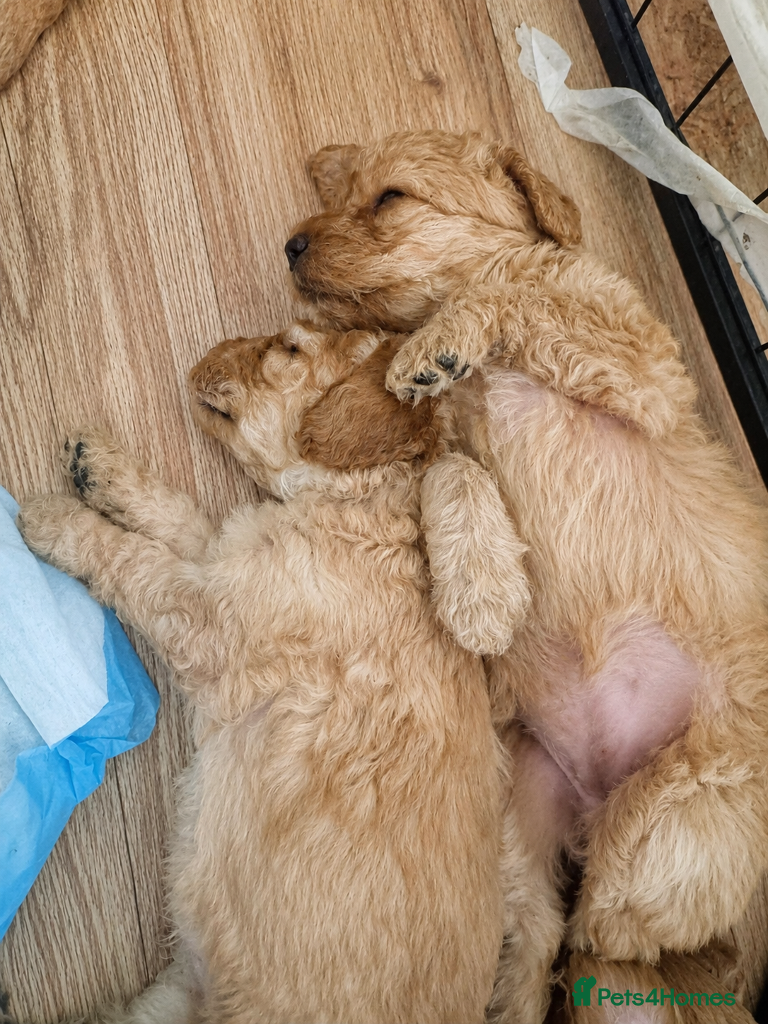 Labradoodle dogs ❤️ Beautiful Red F1b Labradoodle Puppies ❤️ - Advert 2