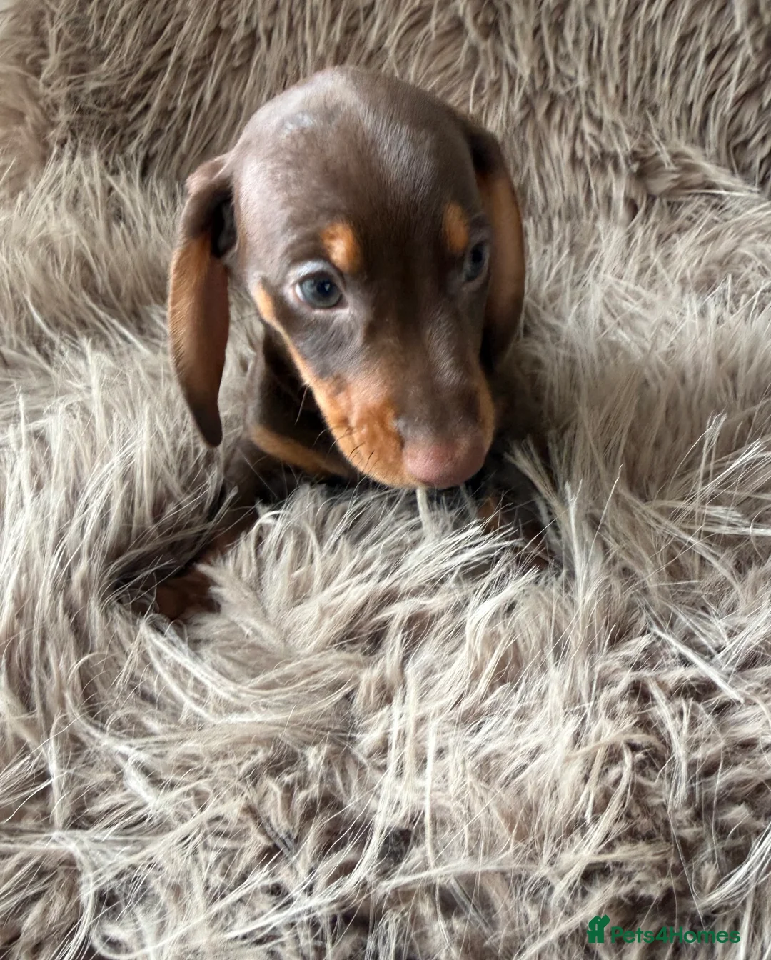 Miniature Dachshund dogs for sale: 🐾 5 Mini Dachshunds 4 dappled, 1 choc 🐾 - Advert 6