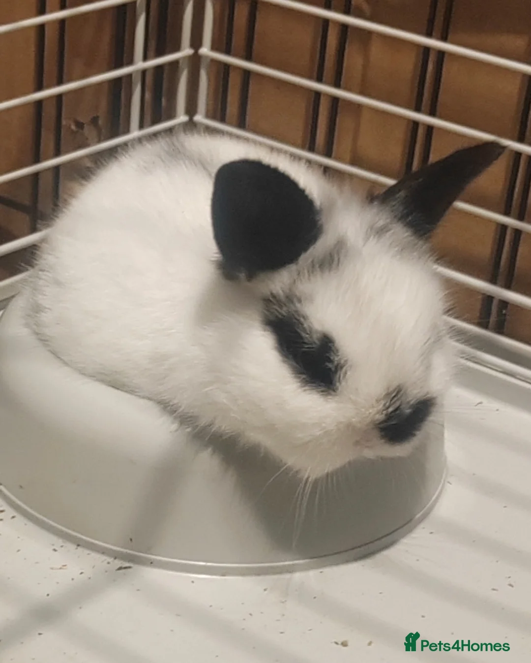 Mixed Breed rabbits for sale: Baby rabbits  - Advert 2