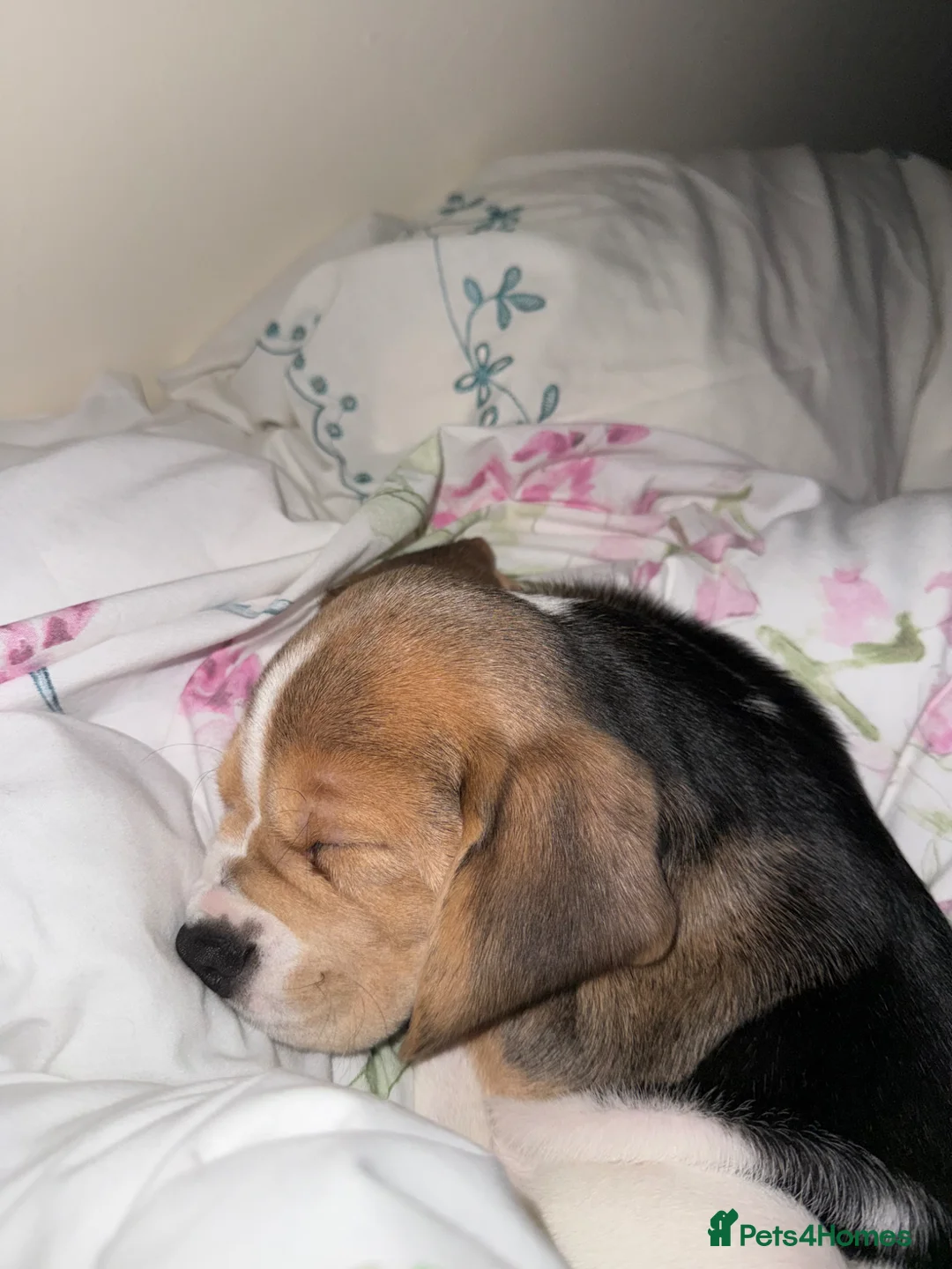 Beagle dogs for sale: Beautiful beagle girl puppy  in Basildon - Advert 10