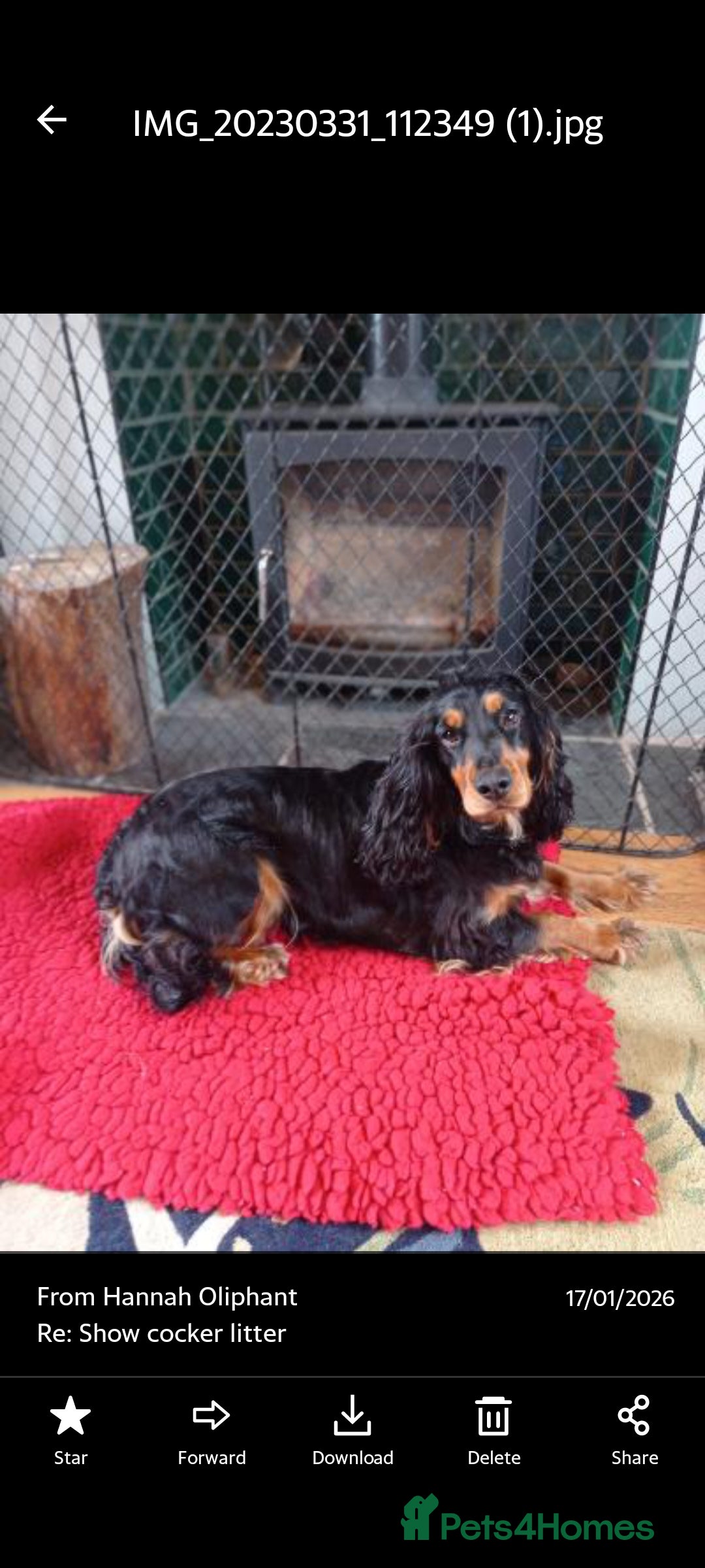 Cocker Spaniel dogs Expected litter due 12/3/26 - Advert 1