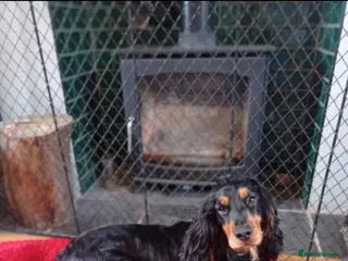 Cocker Spaniel dogs Expected litter due 12/3/26 - Advert 1