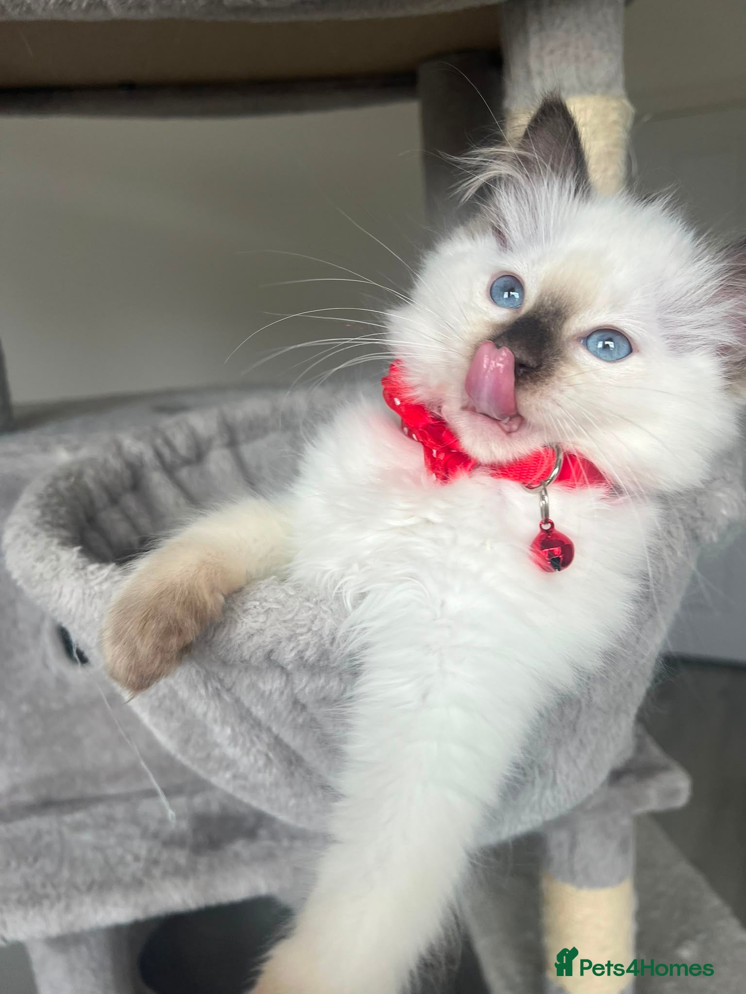 Ragdoll cats Registered Ragdoll kittens for sale - Advert 14
