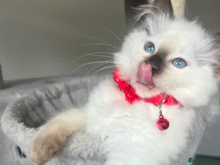 Ragdoll cats Registered Ragdoll kittens for sale - Advert 4