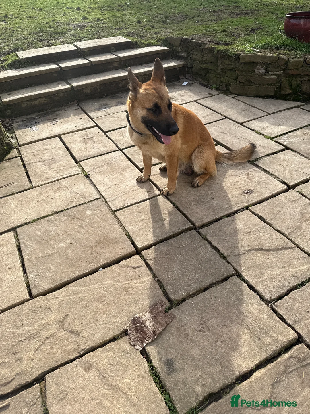 Mixed Breed dogs for sale: Beautiful friendly cane Corso crosses  - Advert 11