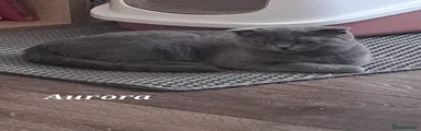 British Shorthair Kitten 2