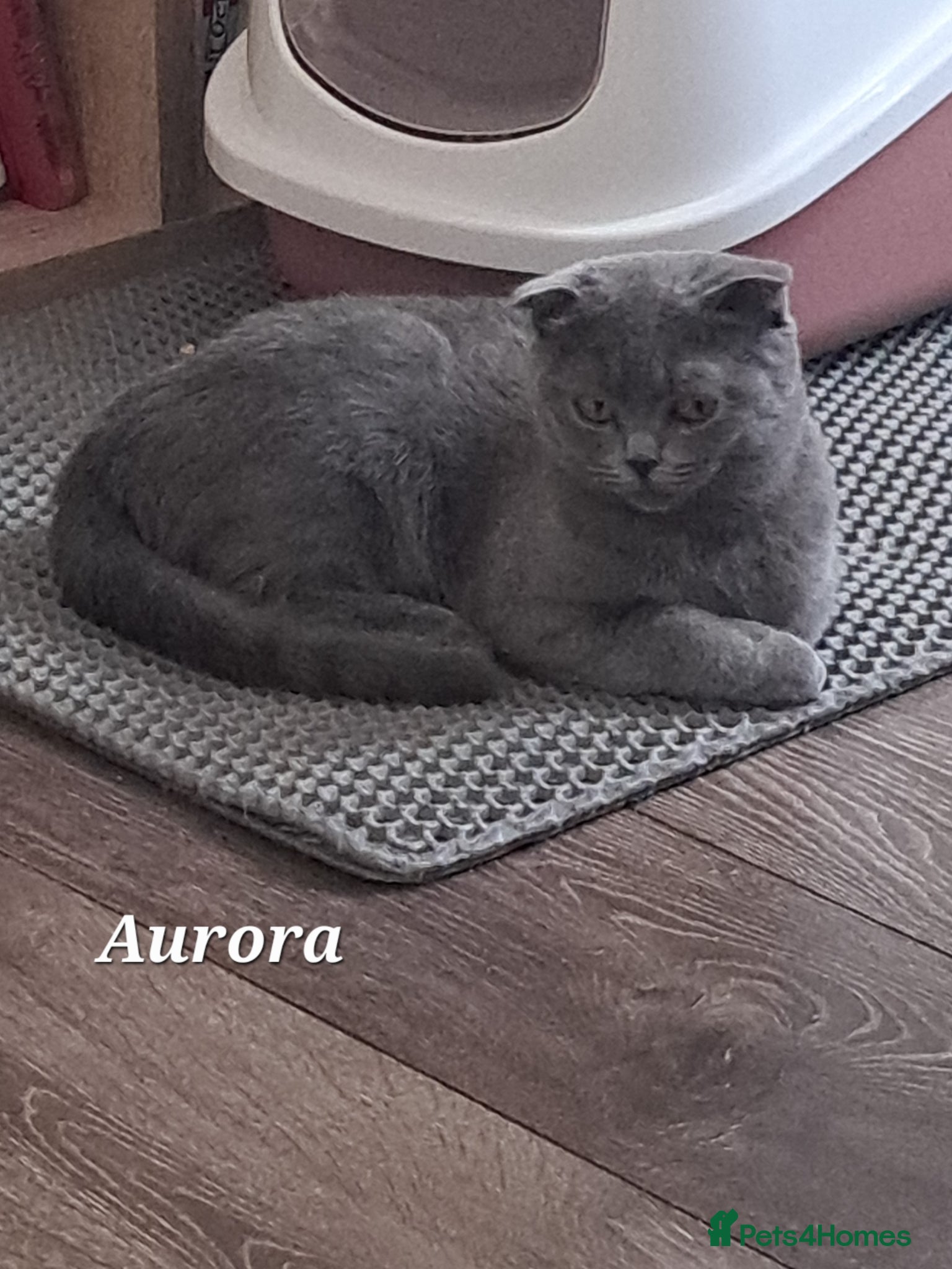 Brazilian Shorthair cats for sale: British Shorthair Blue REHOMING  - Advert 4