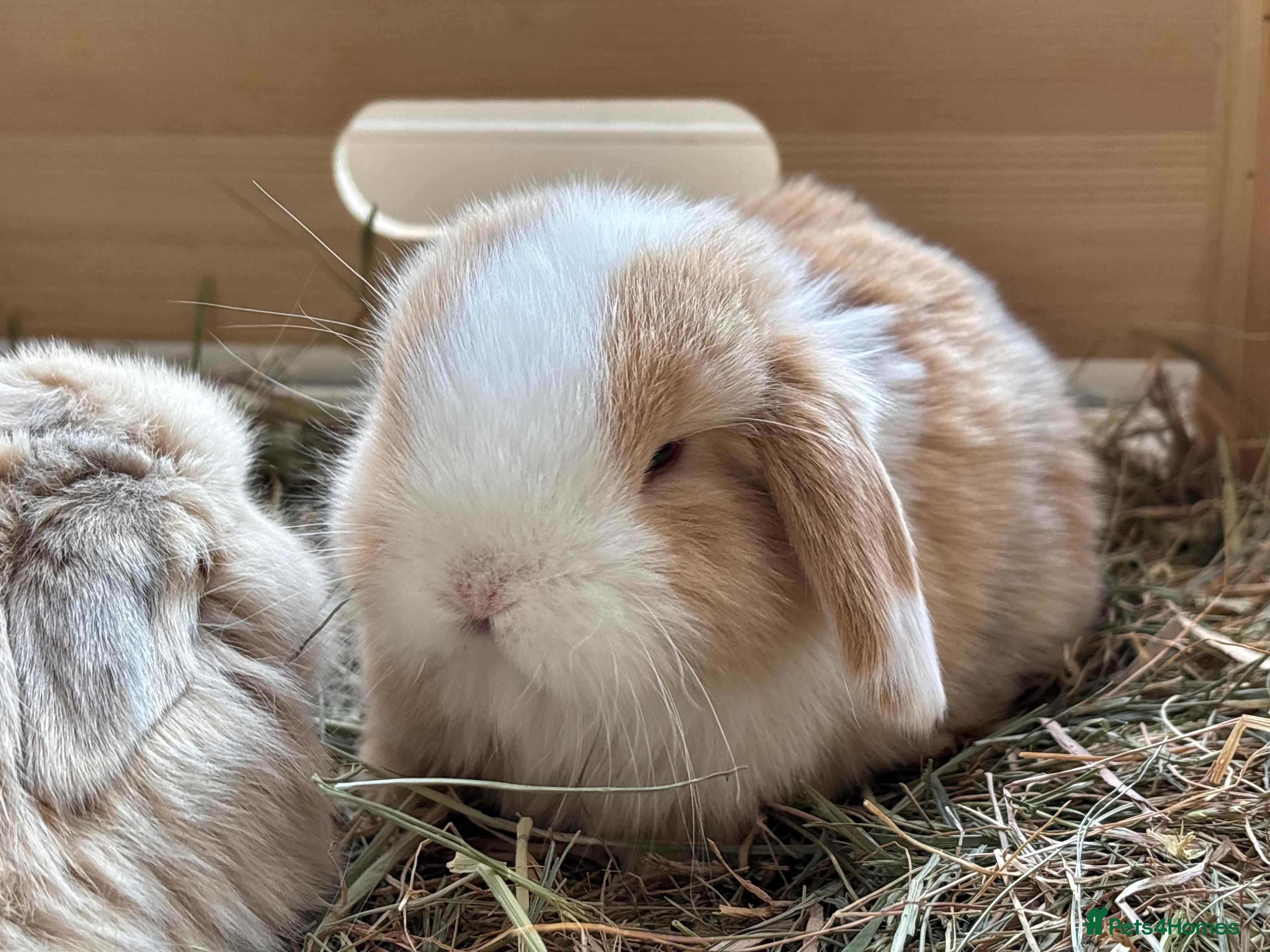 Mini Lop rabbits Pure mini lop babies - Advert 13