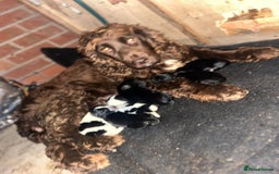 Cockalier dogs for sale: ‼️‼️Best ** grift ever‼️‼️ - Image 2