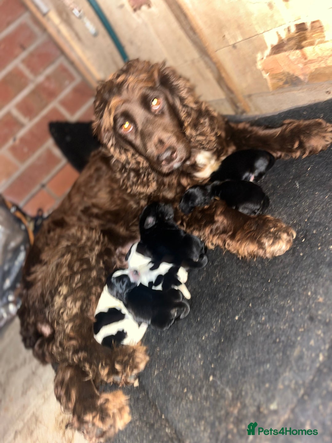 Cockalier dogs for sale: ‼️‼️Best ** grift ever‼️‼️ - Image 2