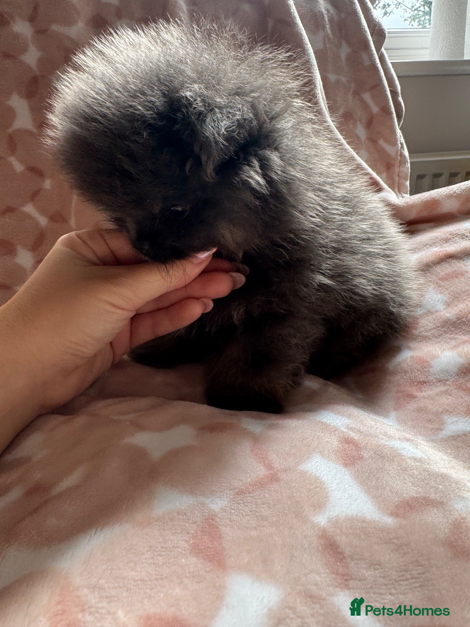 Pomeranian dogs Exclusive Stunning KC reg Teddy Bear Poms - Advert 6