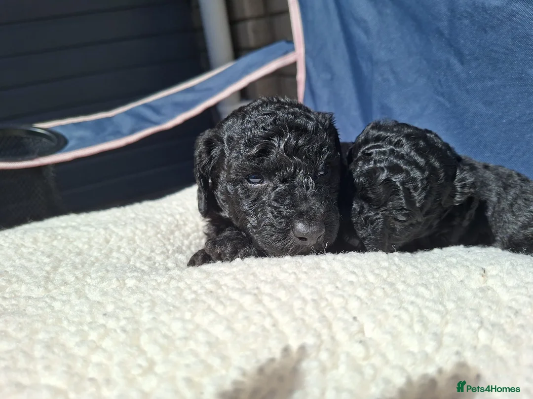 Poochon dogs for sale: F2 poochons in Pontypool - Advert 11