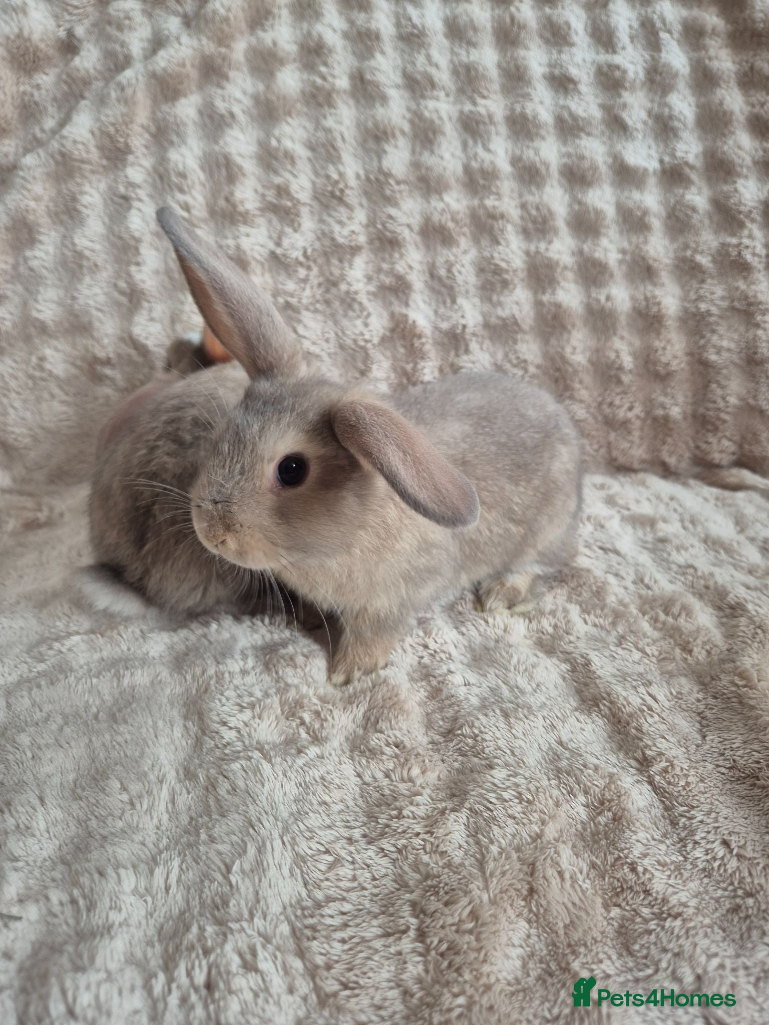 Mini Lop rabbits Mini lops beige / grey / black / white - Advert 1