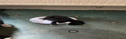 Domestic Shorthair cats for sale: Most adorable tuxedo kitten  (read description) - Advert 3