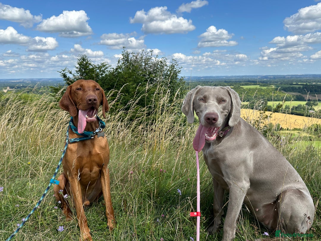 Hungarian Vizsla dogs for stud: Proven KC Registered Hungarian Vizsla in Reading - Advert 24