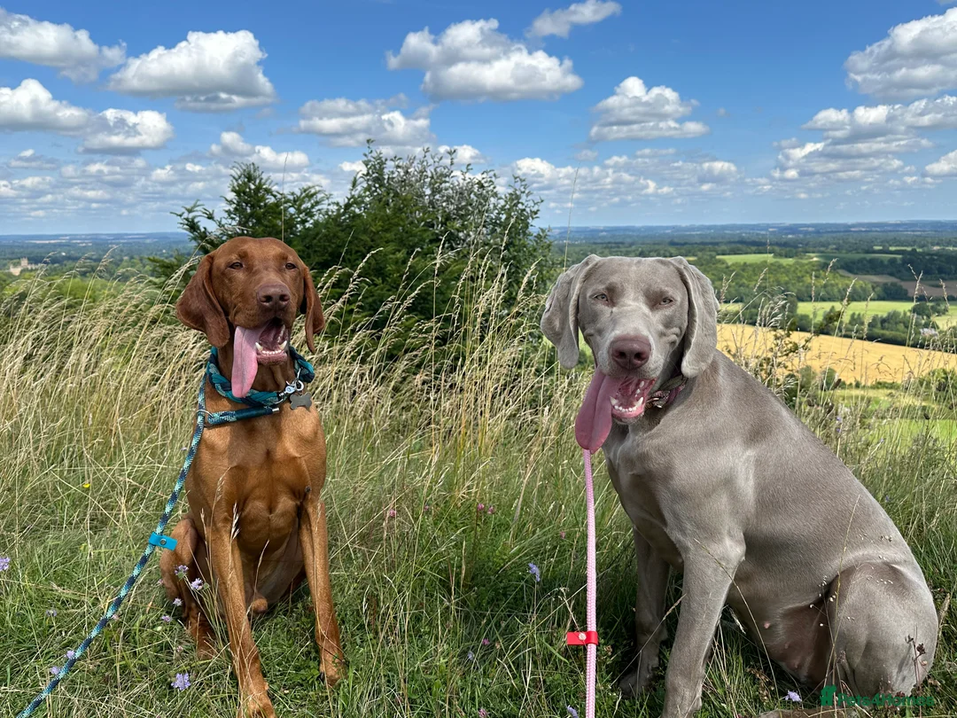Hungarian Vizsla dogs for stud: Proven KC Registered Hungarian Vizsla in Reading - Advert 24