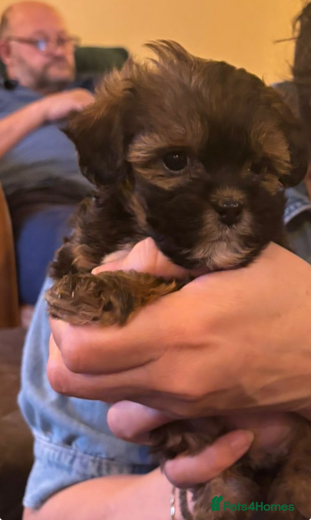 Shihpoo dogs for sale: Stunning Phantom Shihpoos! - Advert 8