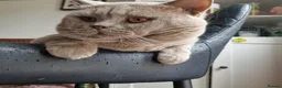 British Shorthair cats for stud: 🐾 Exceptional Lilac BSH Stud 🐾 - Advert 2