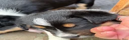 Border Collie dogs for sale: Male border collie pups  in Selby - Advert 3
