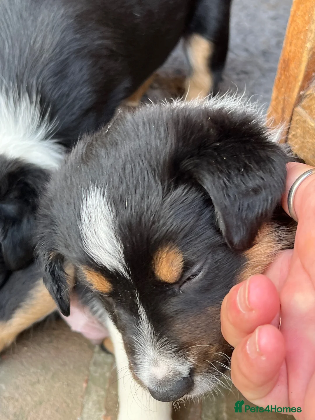 Border Collie dogs for sale: Male border collie pups  in Selby - Advert 3