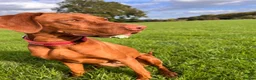 Hungarian Vizsla dogs for sale: Female - Advert 4