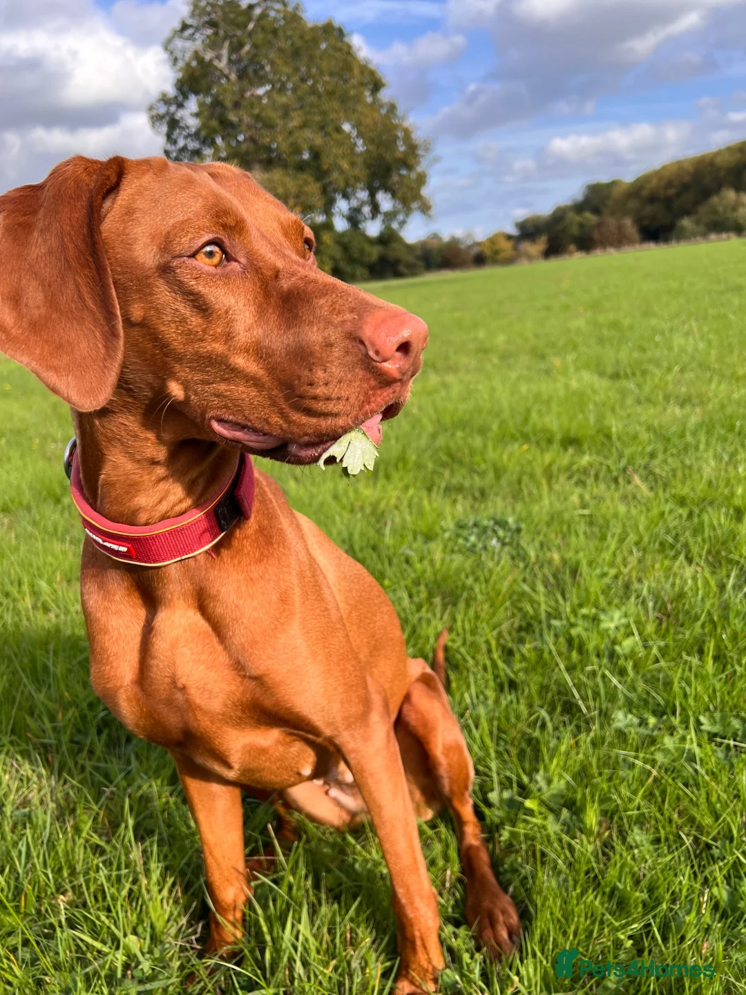 Hungarian Vizsla dogs for sale: Female - Advert 4