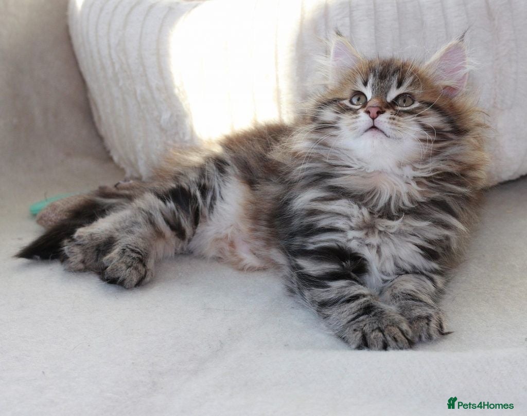 Maine Coon cats Kittens  - Advert 11