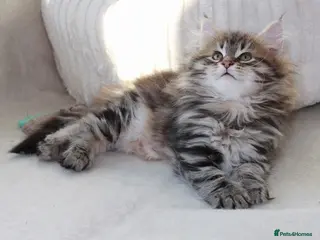 Maine Coon cats Kittens - Advert 11