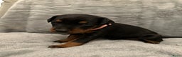 Dobermann dogs for sale: Amazing Dobermann puppies.  - Advert 7