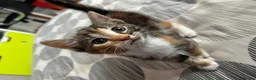 Mixed Breed cats for sale: Little cuties need new homes in Bordon - Advert 6