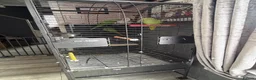 Ringnecks birds for sale: Breeding pair of ringneck - Advert 4
