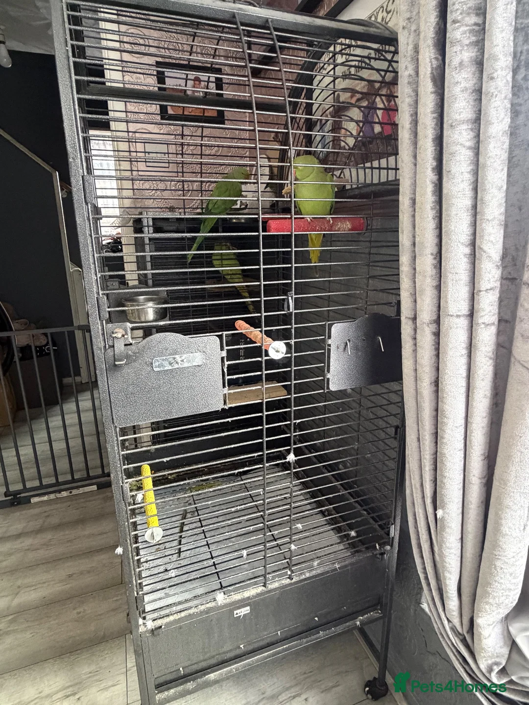 Ringnecks birds for sale: Breeding pair of ringneck - Advert 4