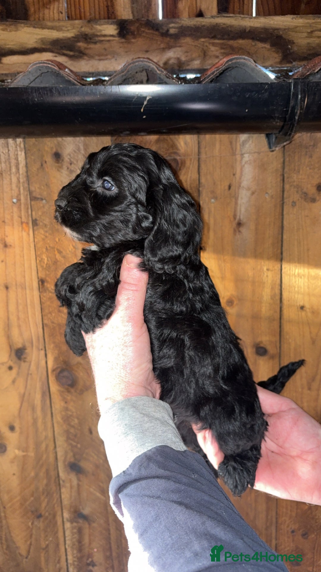 Cockapoo dogs for sale: Beautiful F1 Cockapoo puppies available  - Advert 5