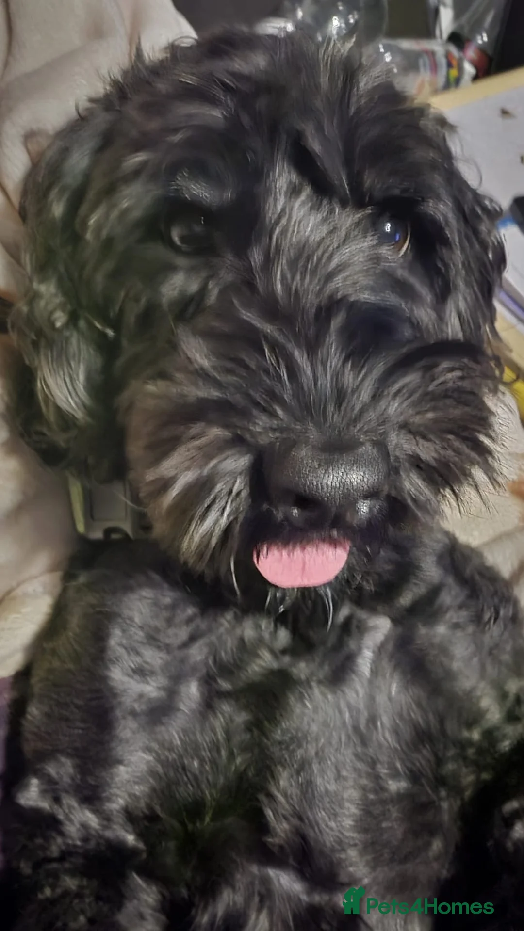 Cockapoo dogs for adoption: 💙🐶JACK in Burton-on-Trent - Advert 2