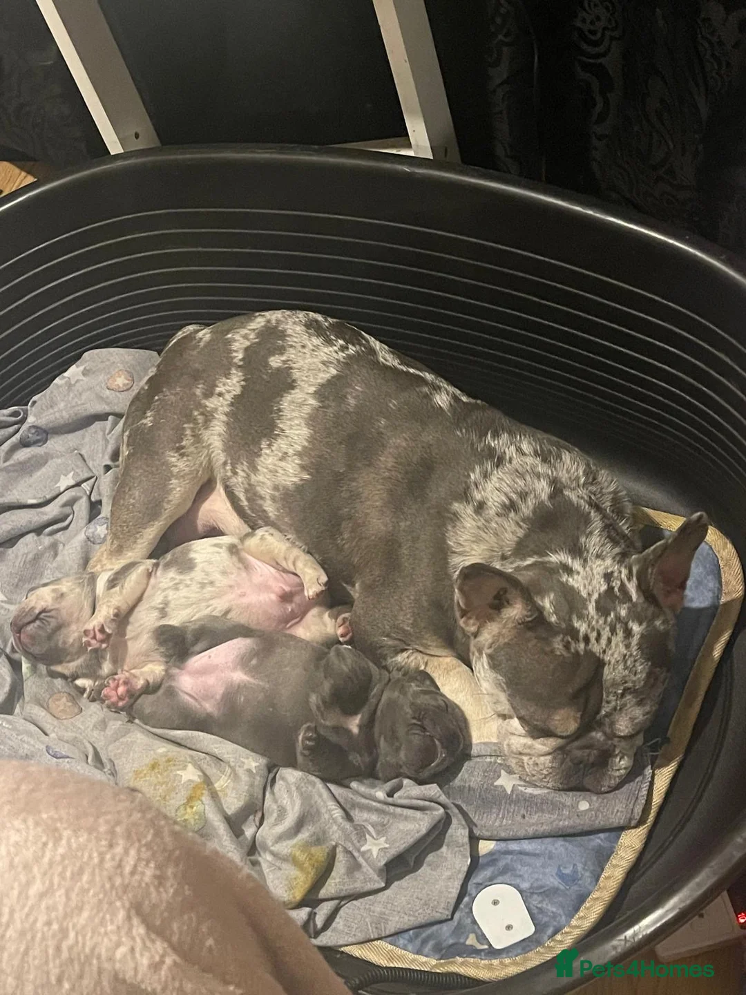 French Bulldog dogs for sale: Two gorgeous puppies looking for a new home  - Advert 6