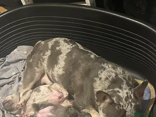 French Bulldog dogs Two gorgeous puppies looking for a new home - Advert 4