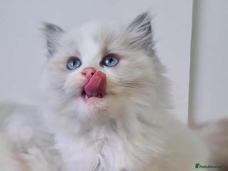 Ragdoll cats Ragdoll kittens - Advert 1