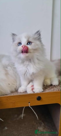 Ragdoll cats Ragdoll kittens - Advert 1