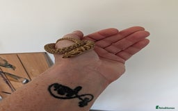 Snake reptiles for sale: Lemon ghost hognose  - Image 3