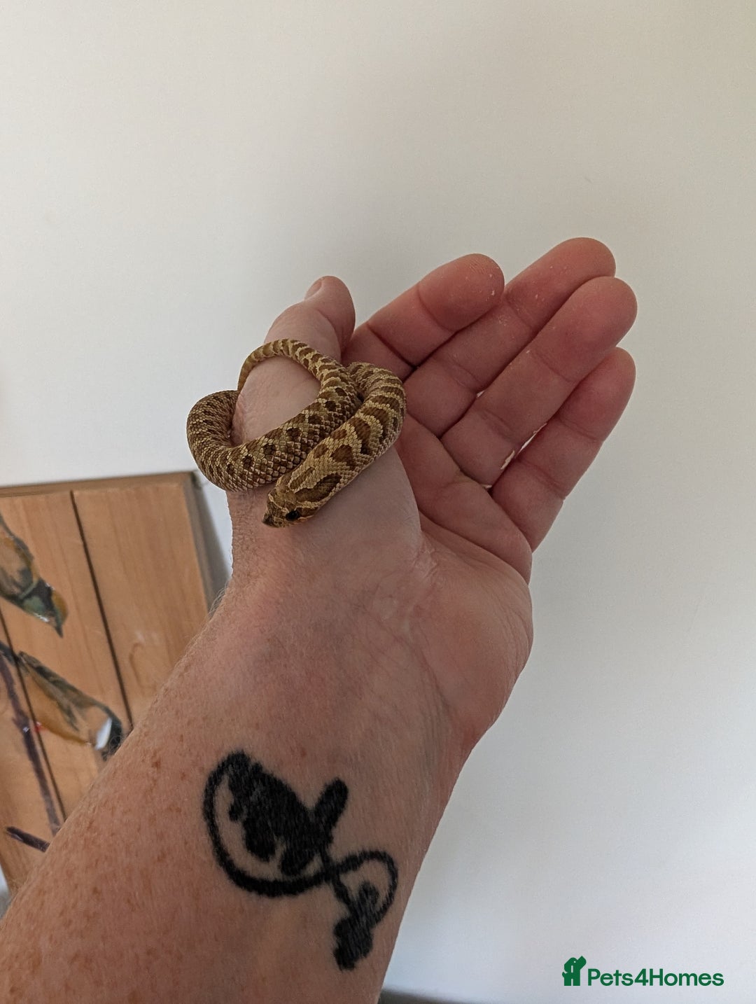 Snake reptiles for sale: Lemon ghost hognose  - Image 3