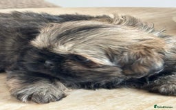 Shih Tzu dogs for sale: Shihtzu pups  - Image 13