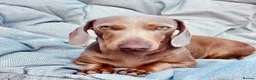Miniature Dachshund dogs for sale: Chocolate & tan short hair miniature dachshund  - Advert 10