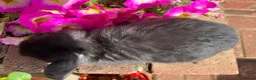 Mini Lop rabbits for sale: 6 mini lop babies RTL 10th September - Advert 12