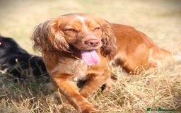 Cocker Spaniel dogs for sale: Beautiful Working Cocker Spaniel Boys - Image 13