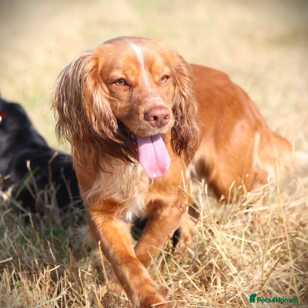 Cocker Spaniel dogs for sale: Beautiful Working Cocker Spaniel Boys - Image 13