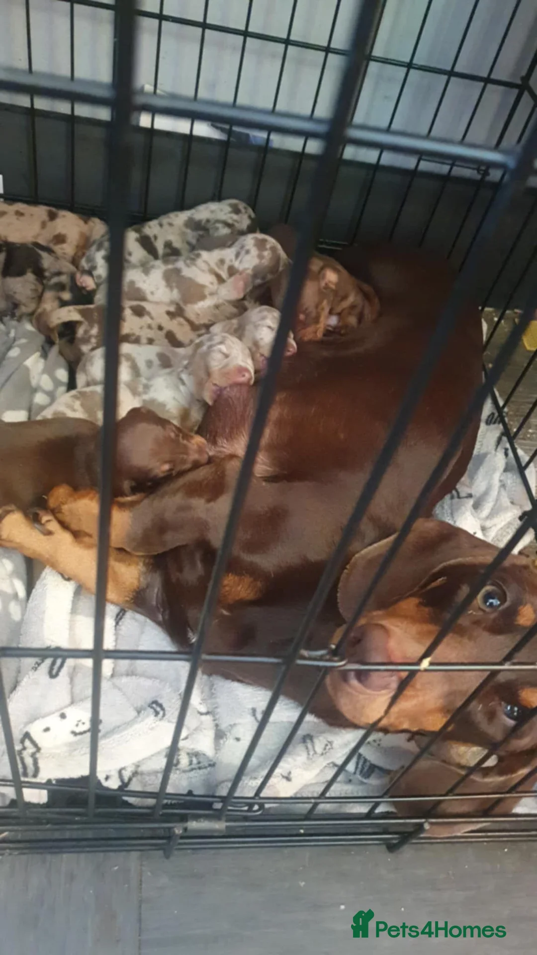 Miniature Dachshund dogs for sale: 🌼 Daisy 🌼  - Advert 14
