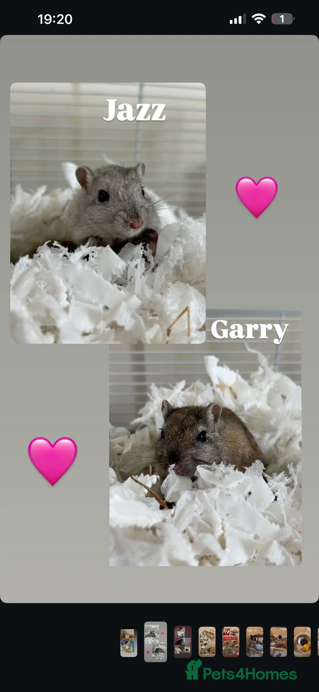 Gerbil rodents for sale: 2 female gerbils in Bristol - Advert 1