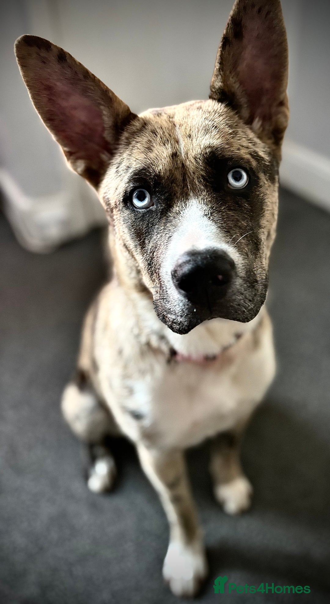 Mixed Breed dogs for sale: Luna looking for a home  - Advert 1