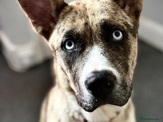 Mixed Breed dogs Luna looking for a home - Advert 1