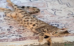 Bengal cats for sale: Beautiful bengal girl for sale - Image 4